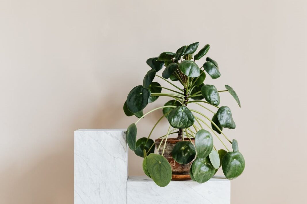 Pilea Peperomioide plante décorative