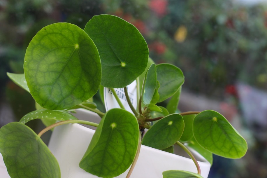 Pilea Peperomioide vue rapprochée des feuilles