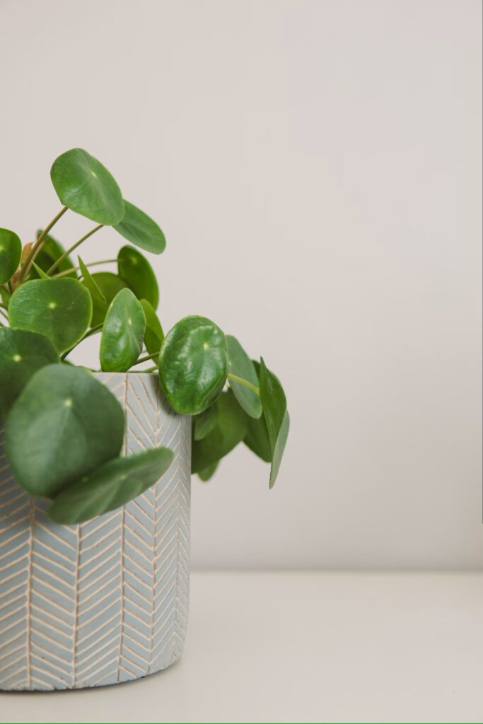 Petit Pilea Peperomioide en pot