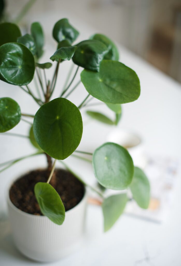 Pilea Peperomioide en pot
