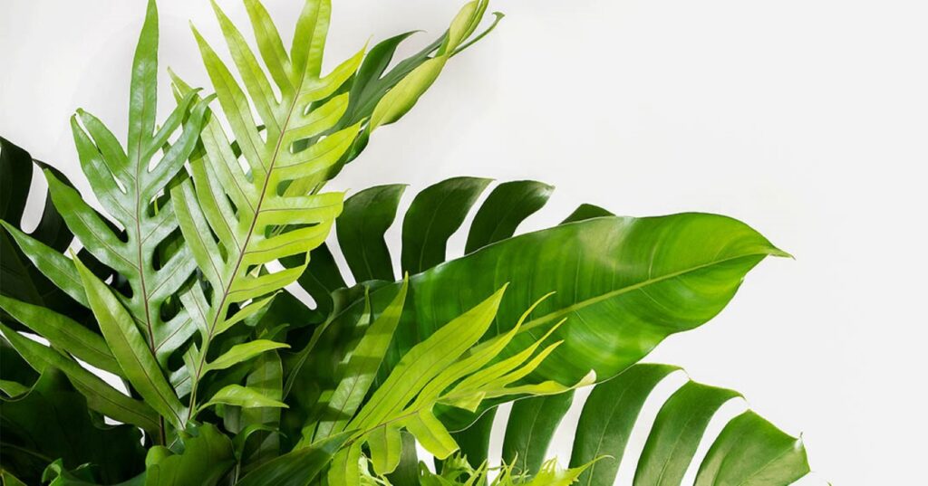 Top 10 des meilleures plantes tropicales d'intérieur • My Little Bazar