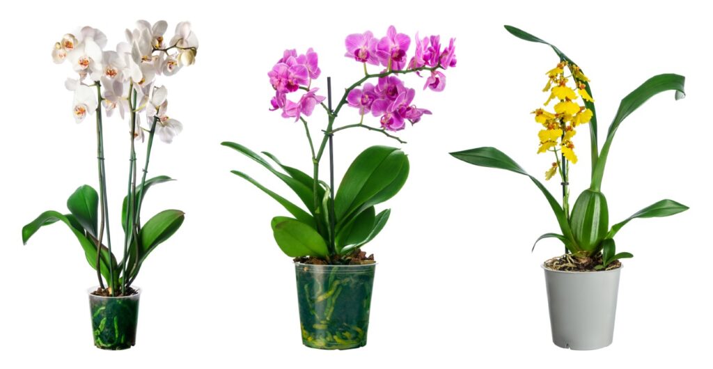 Trio d'orchidées