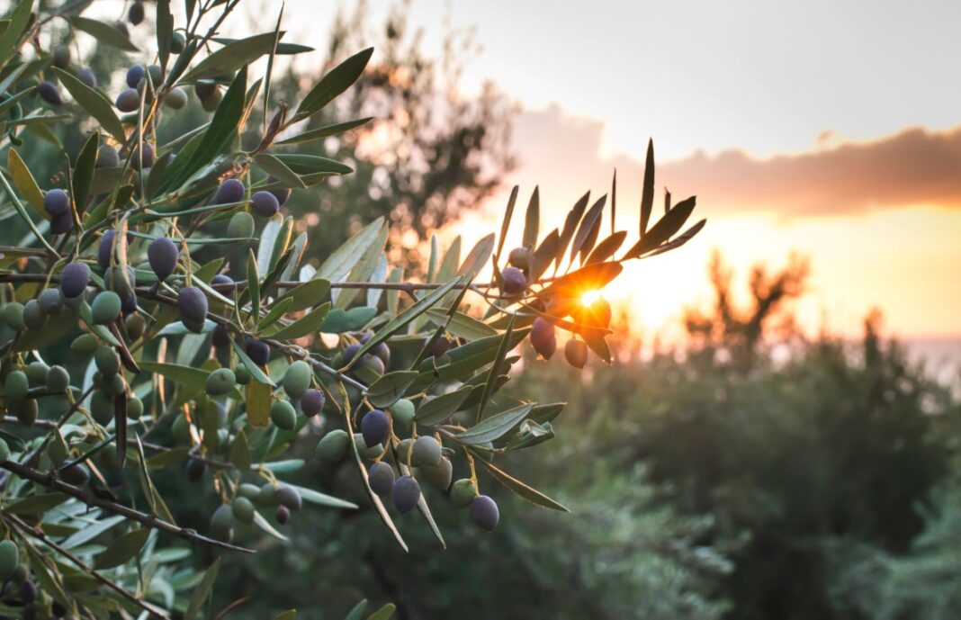Feuilles d'olivier en gros plan
