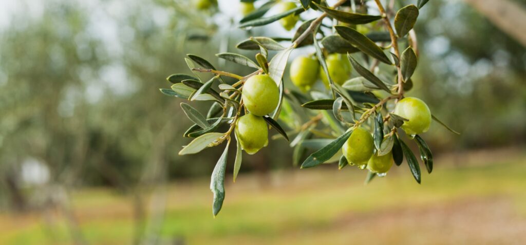 Feuilles et fruits poussant sur un olivier