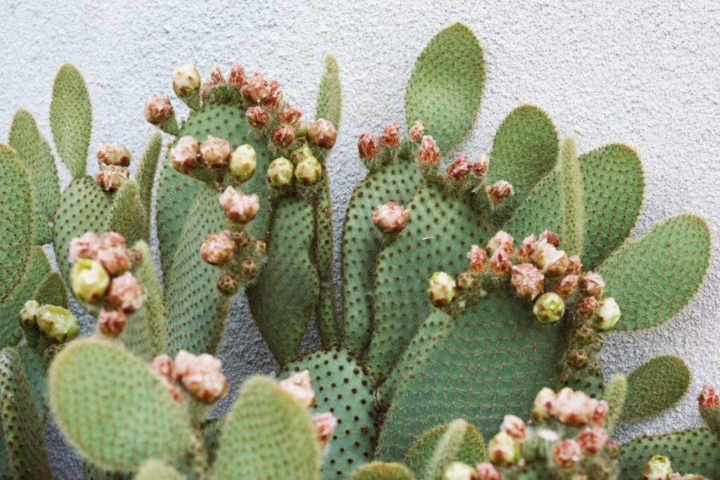 La floraison d'un cactus dans un jardin