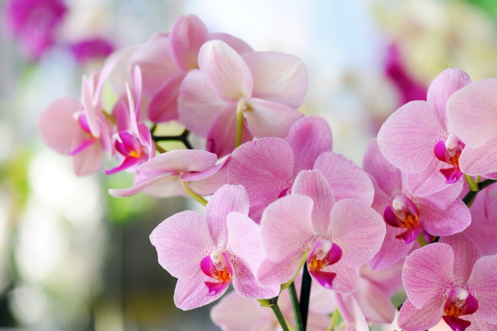 Fleurs d'orchidées roses