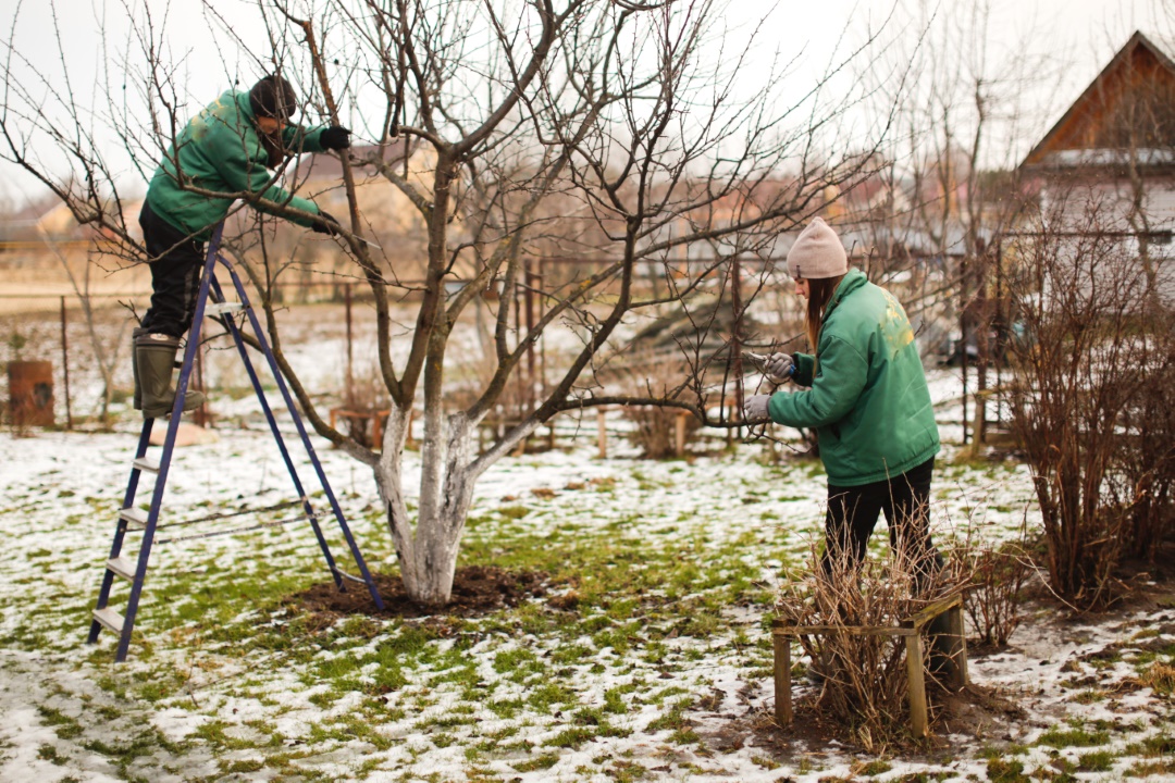 jardin hiver plantes