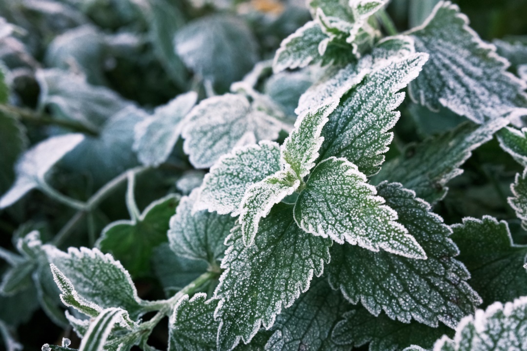 plante hiver